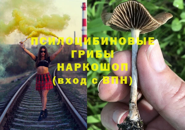 прущие грибы Бородино
